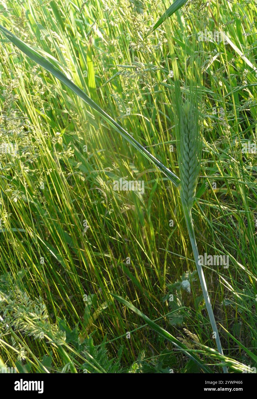 Bread Wheat (Triticum aestivum Stock Photo - Alamy