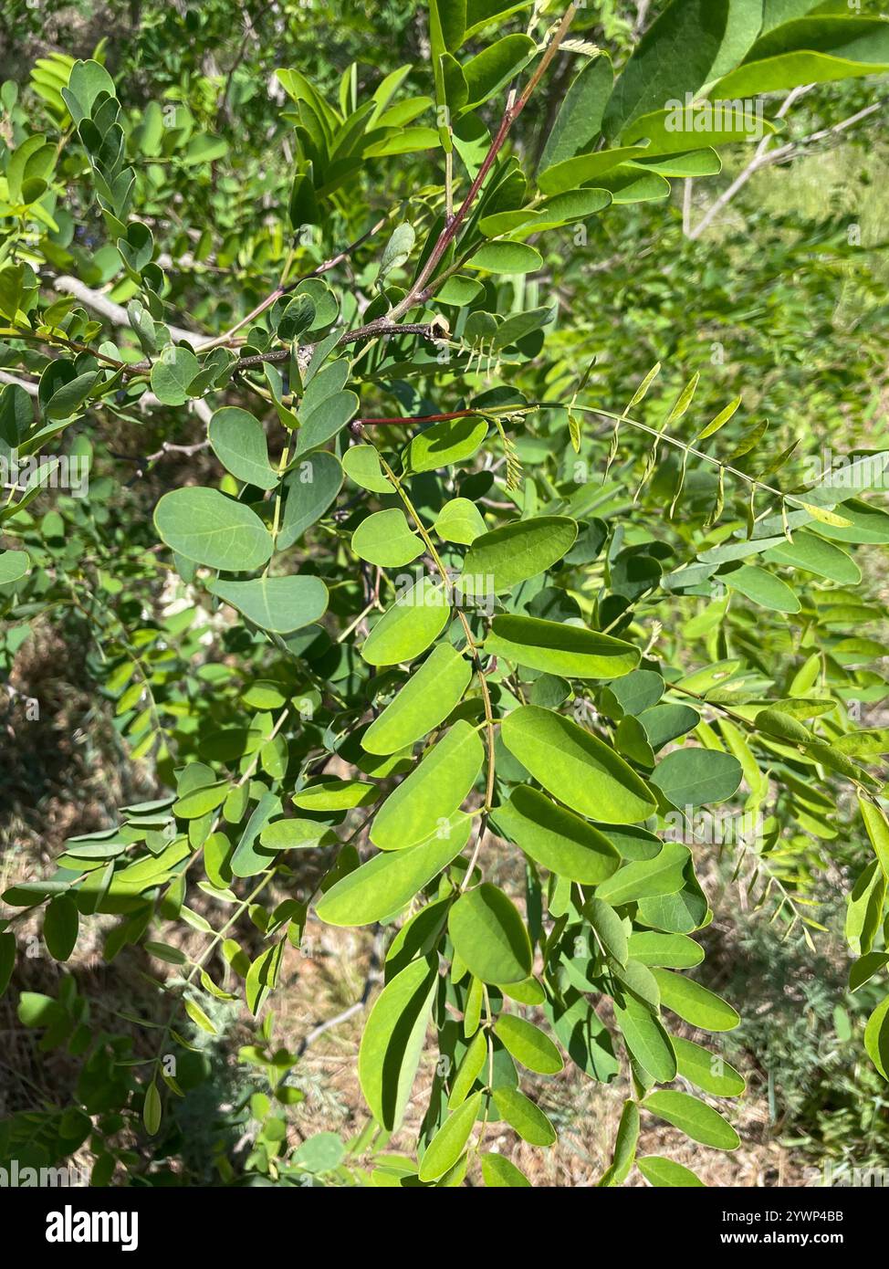 black locust (Robinia pseudoacacia Stock Photo - Alamy