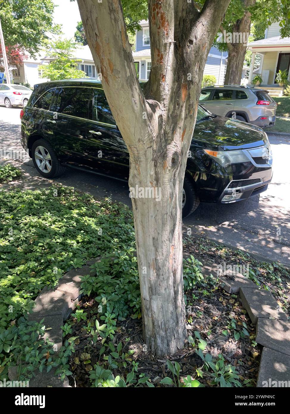 Chinese elm - Ulmus parviflora - 6 years