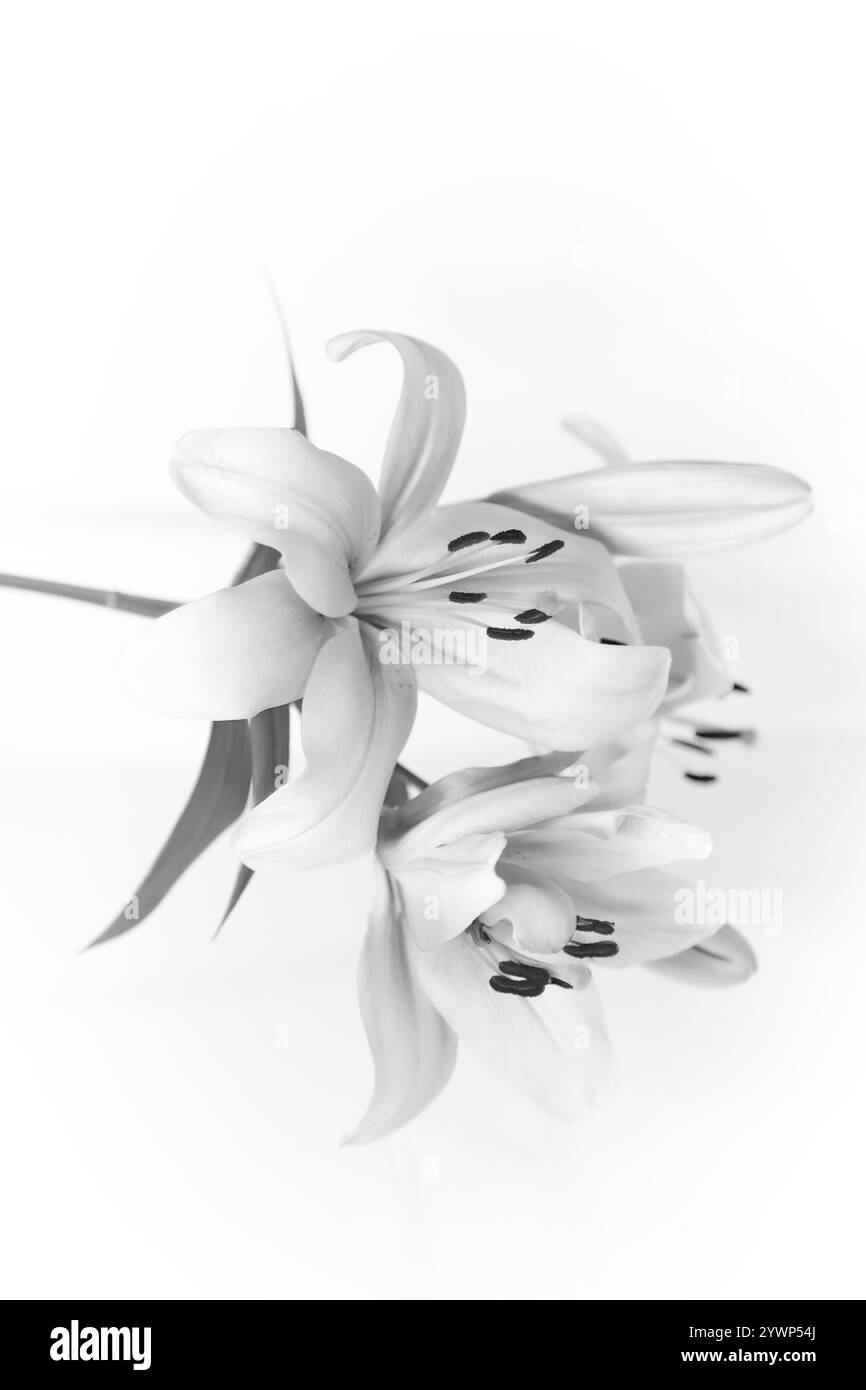 Elegant white blossoms Black and White Stock Photos & Images - Alamy