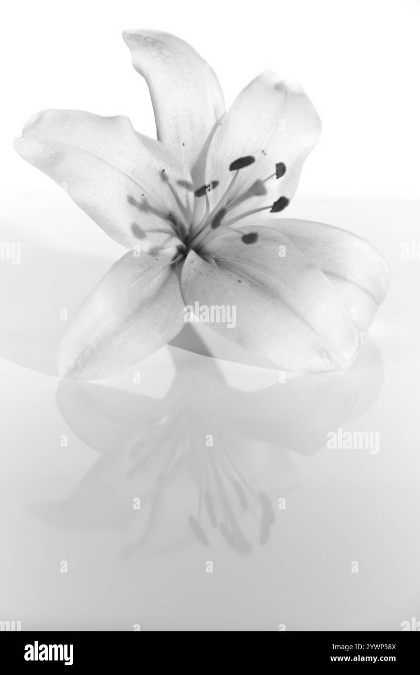 Elegant memorial Black and White Stock Photos & Images - Alamy