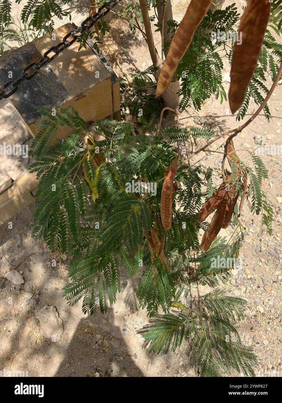 Fragrant Lead Tree Leadtrees hi-res stock photography and images - Alamy