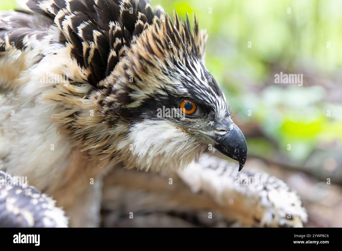 Close up of a juvenile osprey (Pandion haliaetus) for research being banded. Stock Photo