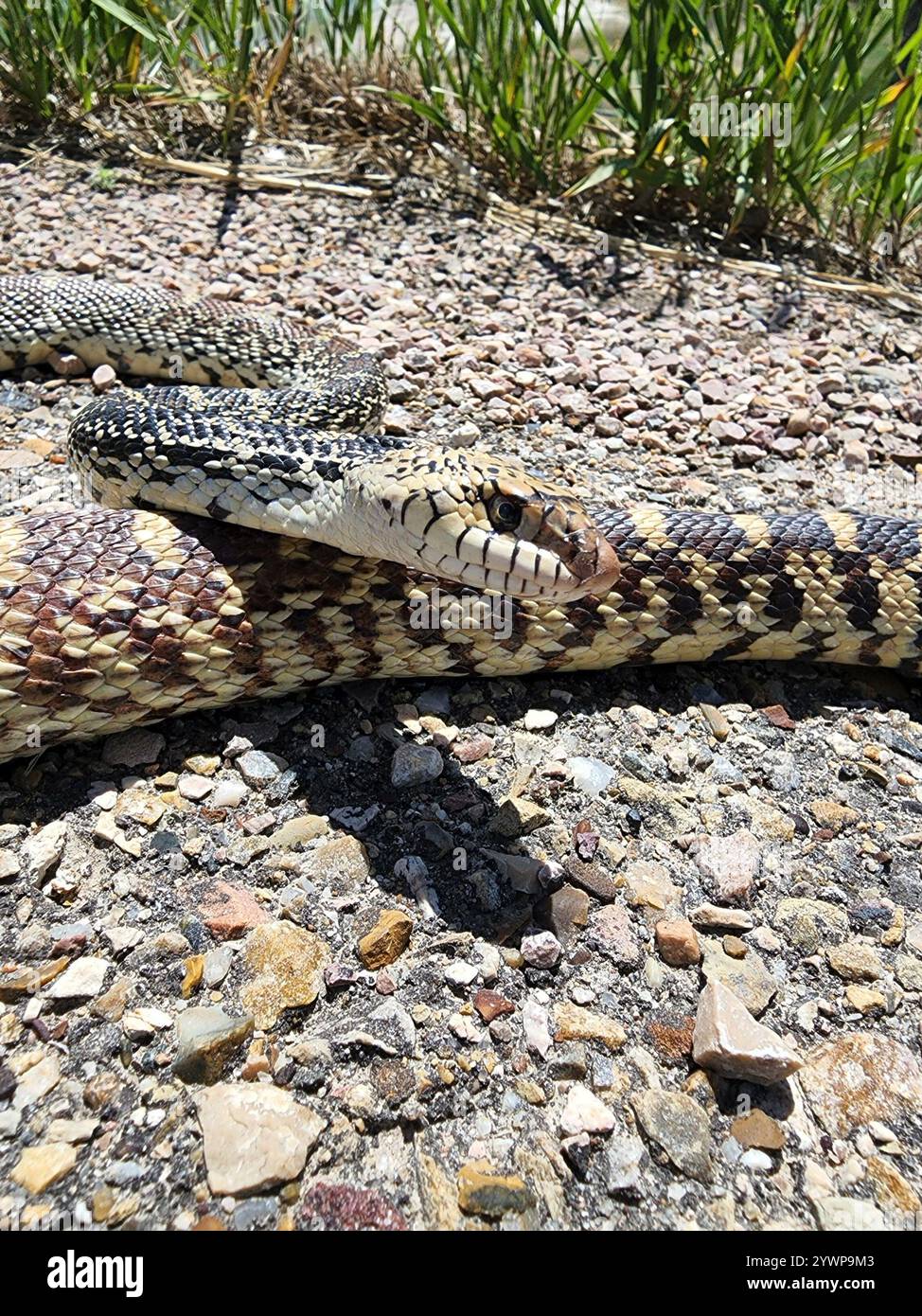 Bullsnake Bullsnake (Pituophis catenifer sayi Stock Photo - Alamy