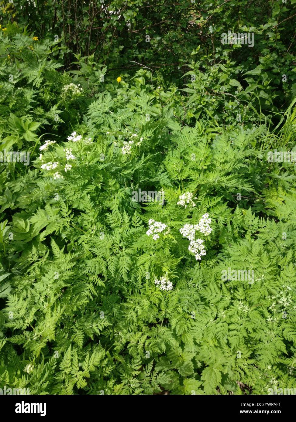 Seeds 20 sei Finocchiella yrrhis Odorata Herb sei di fiore facile da