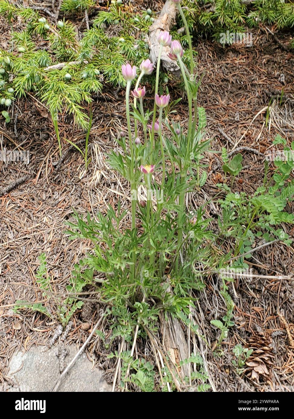 Cutleaf Anemone (Anemone multifida Stock Photo - Alamy