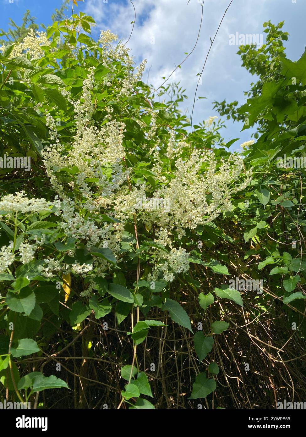 Silver Lace Vine (Fallopia aubertii Stock Photo - Alamy