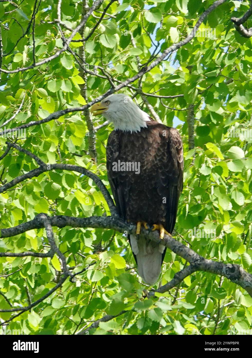 Bald Eagle (Haliaeetus leucocephalus Stock Photo - Alamy
