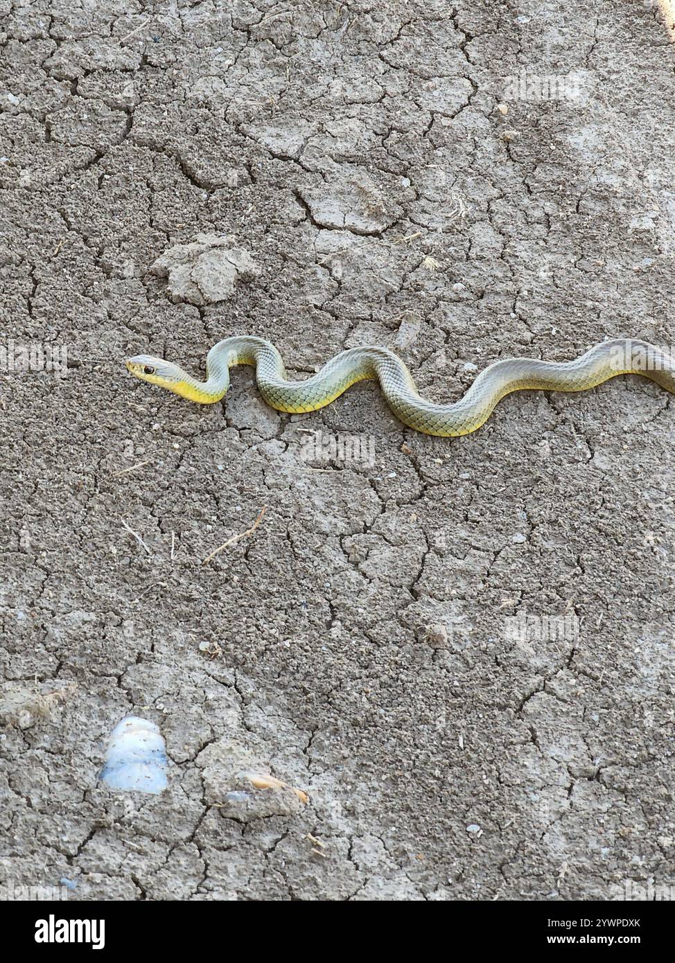 Eastern yellow bellied racer hi-res stock photography and images - Alamy