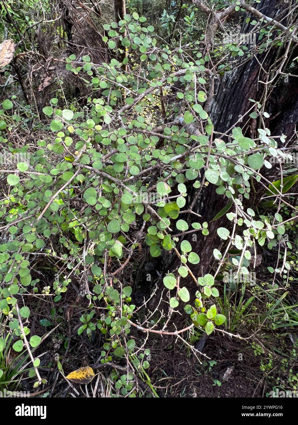 Twiggy coprosma (Coprosma rhamnoides Stock Photo - Alamy