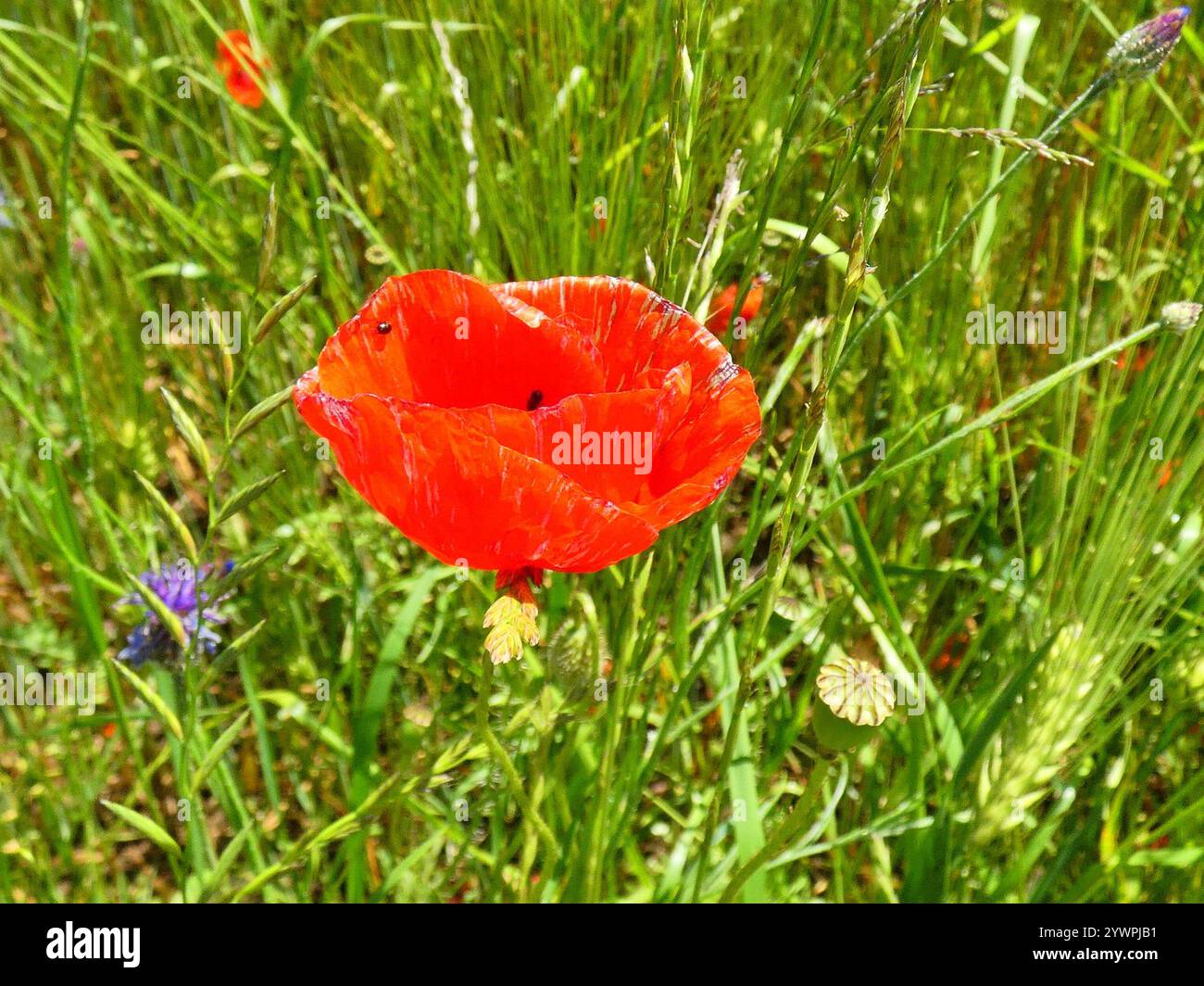 common poppy (Papaver rhoeas Stock Photo - Alamy