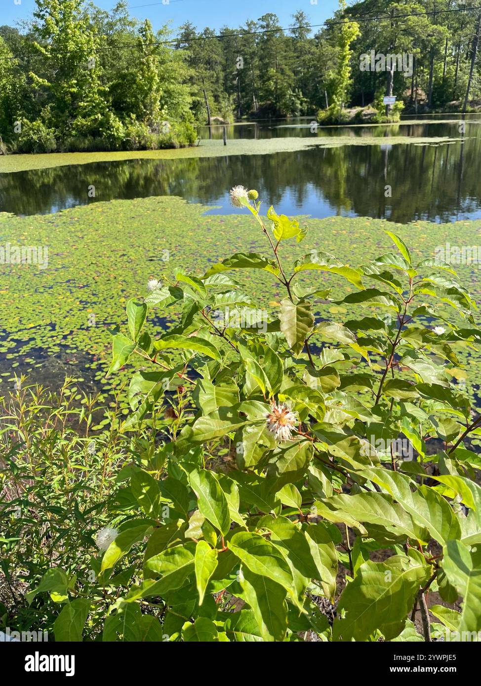 buttonbush (Cephalanthus occidentalis Stock Photo - Alamy