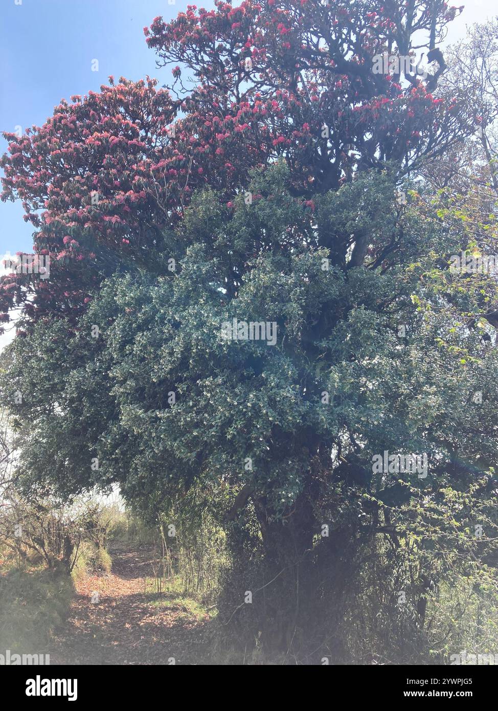 Tree Rhododendron (Rhododendron arboreum Stock Photo - Alamy