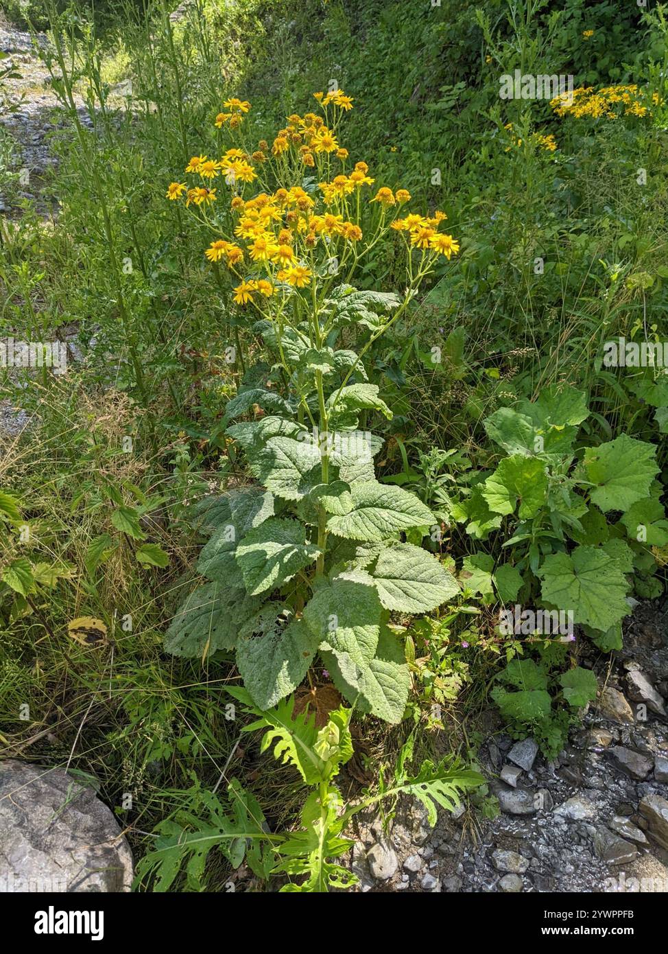 Alpine ragwort (Jacobaea alpina Stock Photo - Alamy