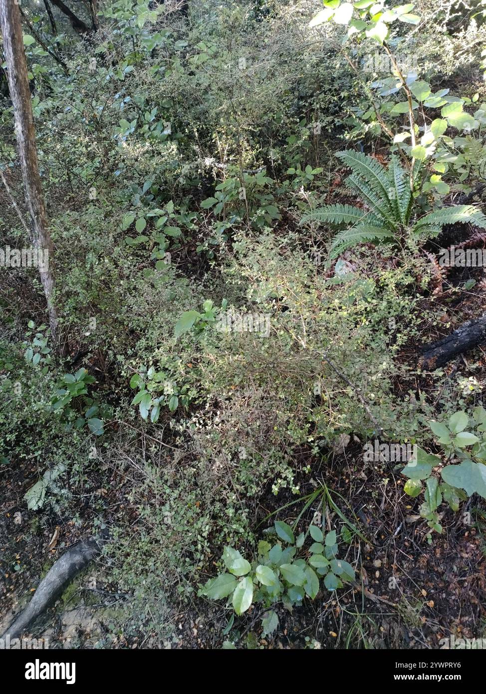 Twiggy coprosma (Coprosma rhamnoides Stock Photo - Alamy