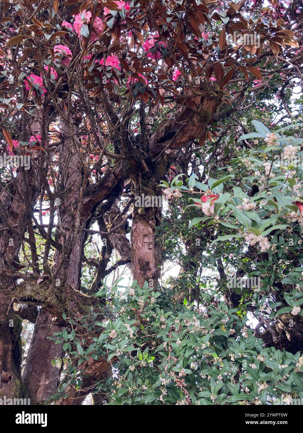 Tree Rhododendron (Rhododendron arboreum Stock Photo - Alamy