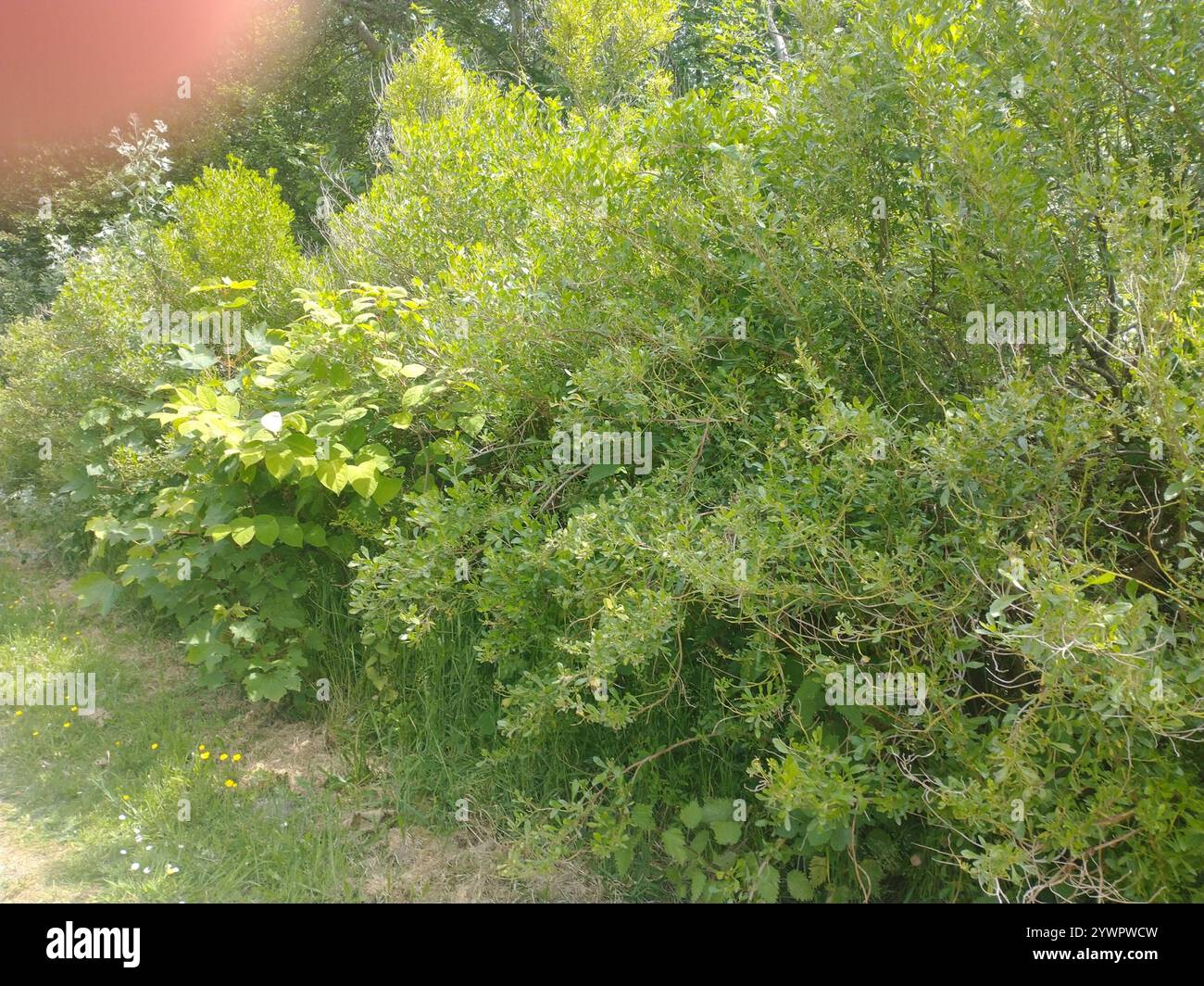 groundsel tree (Baccharis halimifolia Stock Photo - Alamy