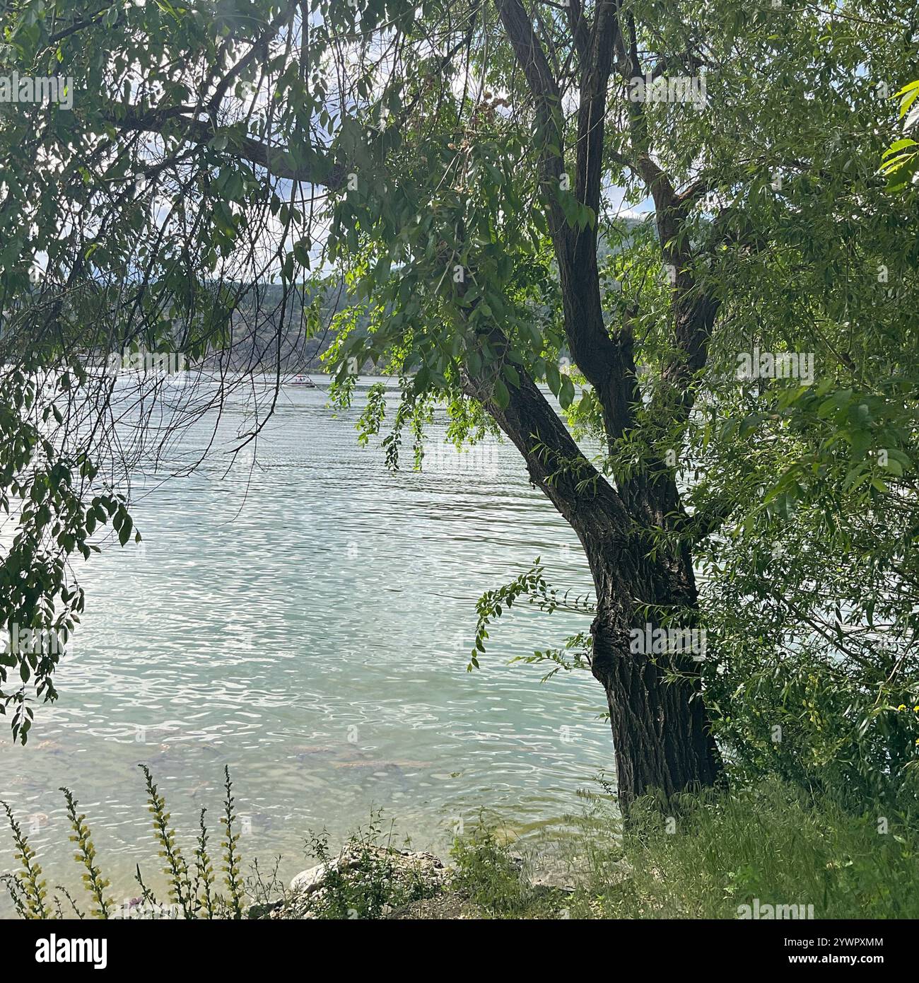 Siberian elm (ulmus pumila) hi-res stock photography and images - Alamy