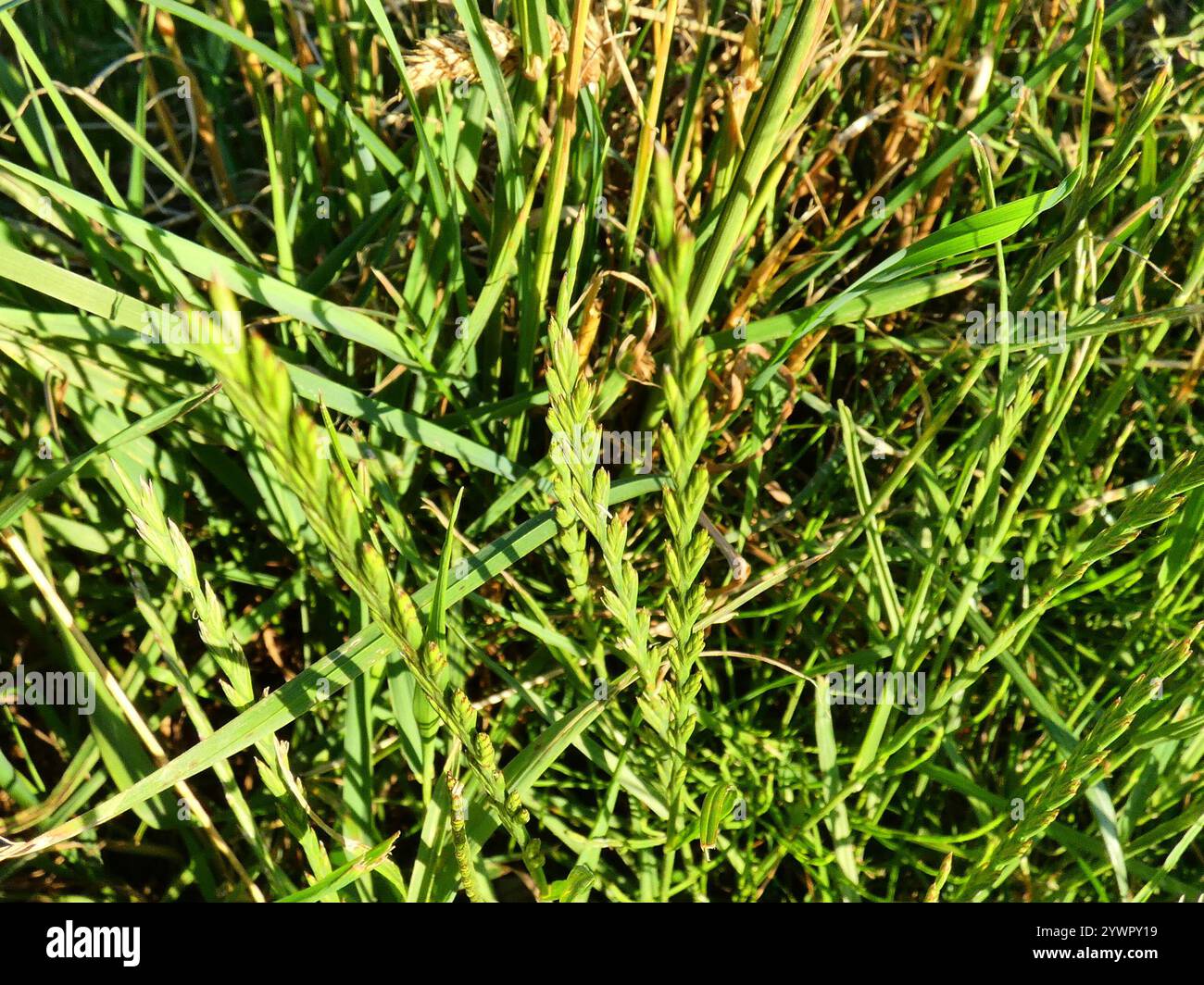 Perennial Ryegrass (Lolium perenne Stock Photo - Alamy