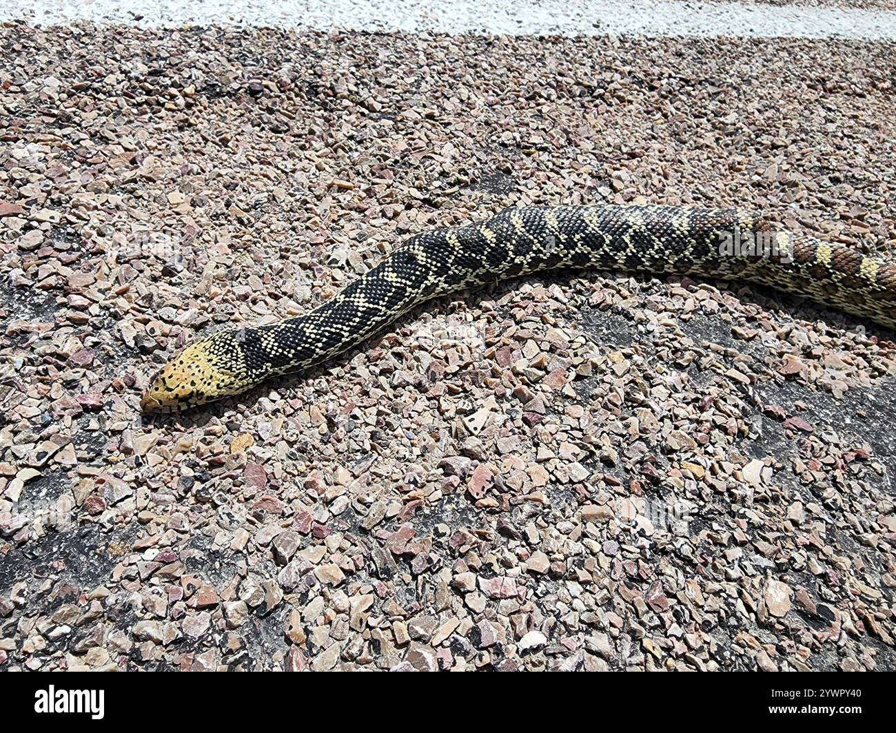 Bullsnake Bullsnake (Pituophis catenifer sayi Stock Photo - Alamy