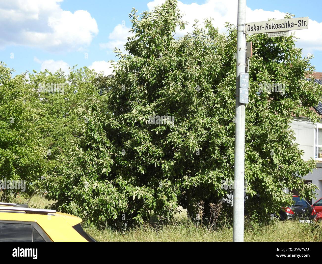 flowering plants (Angiospermae Stock Photo - Alamy