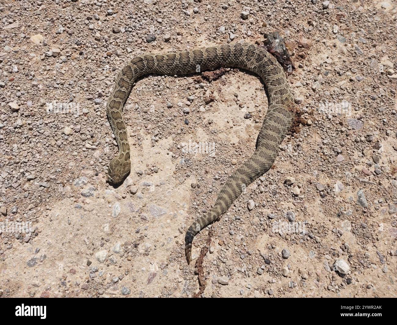 Prairie Rattlesnake Book Prairie Rattlesnake (Crotalus viridis Stock Photo - Alamy