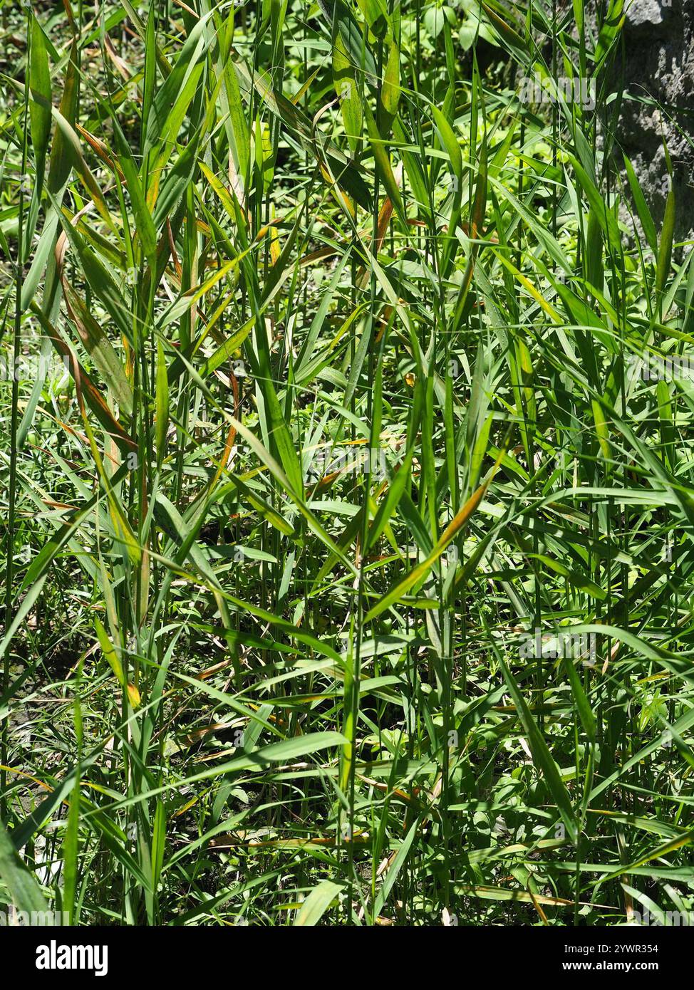 common reed (Phragmites australis Stock Photo - Alamy