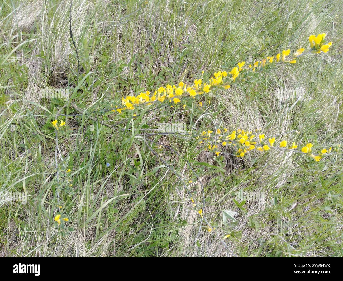 Ruthenian broom (Chamaecytisus ruthenicus Stock Photo - Alamy