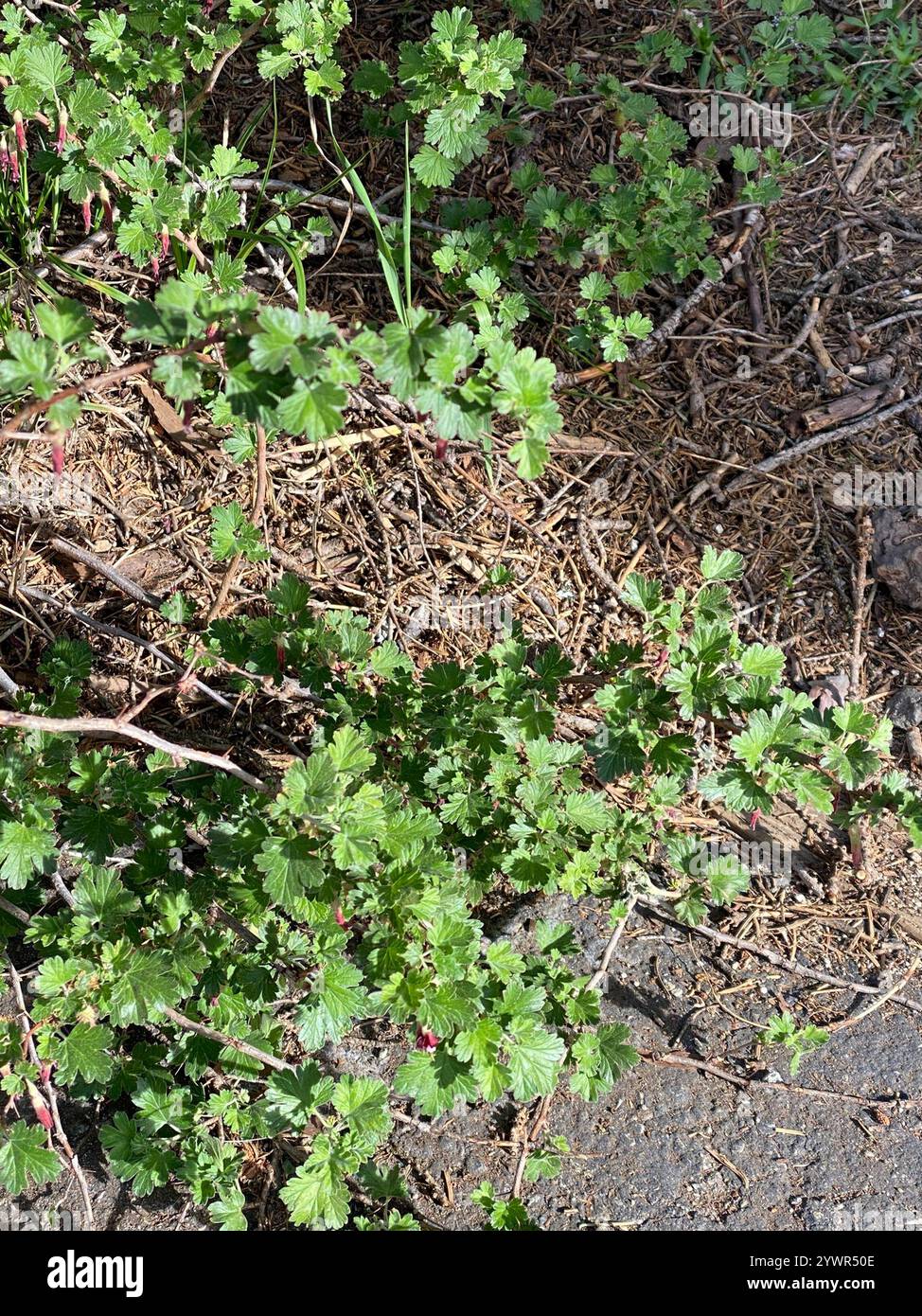 Ribes roezlii hi-res stock photography and images - Alamy