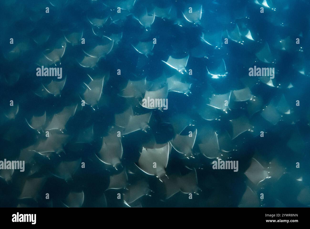Munk's pygmy devil ray, Mobula munkiana, Baja California, Mexico, Gulf ...