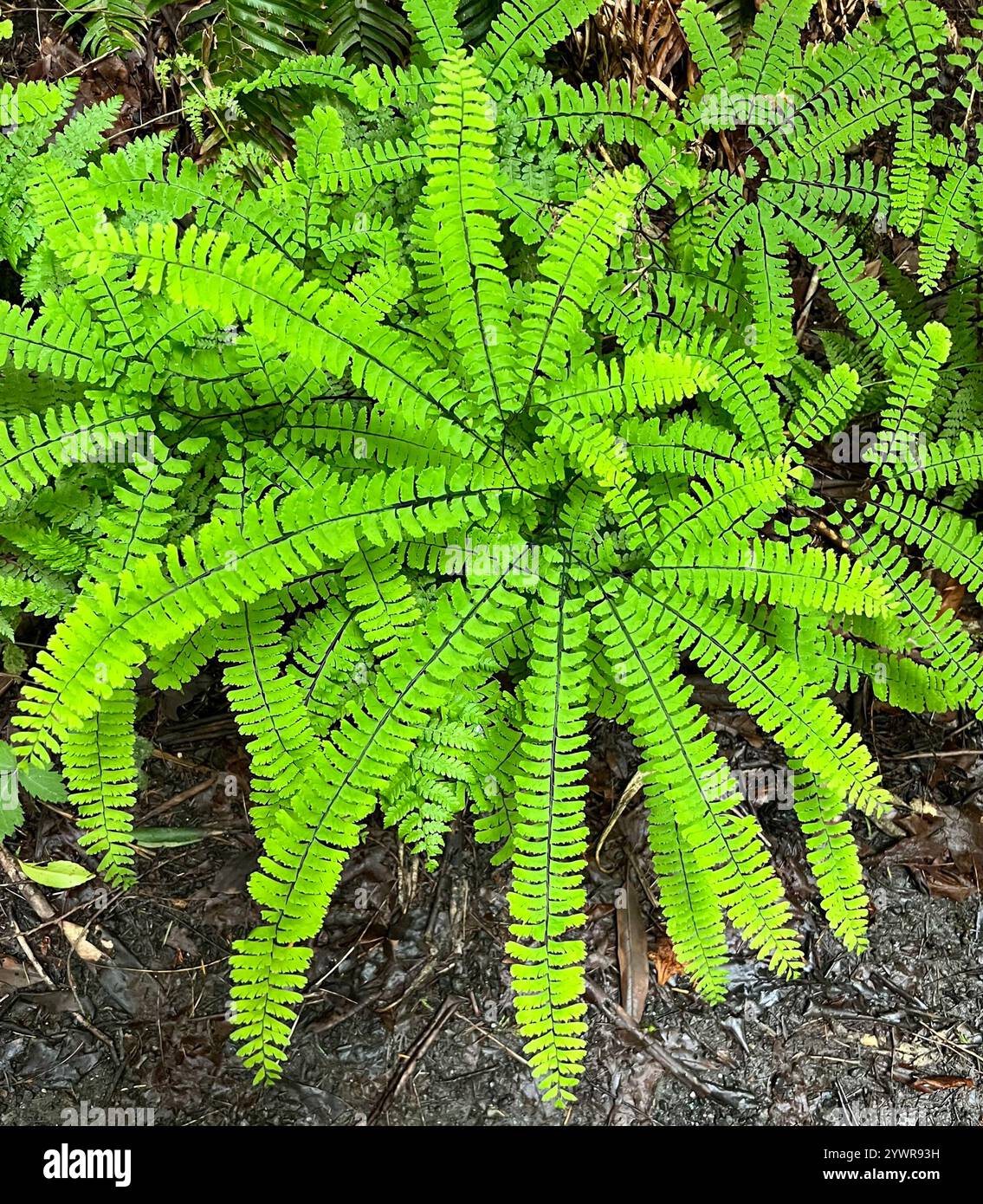 Western Maidenhair Fern Adiantum Aleuticum Stock Photo Alamy