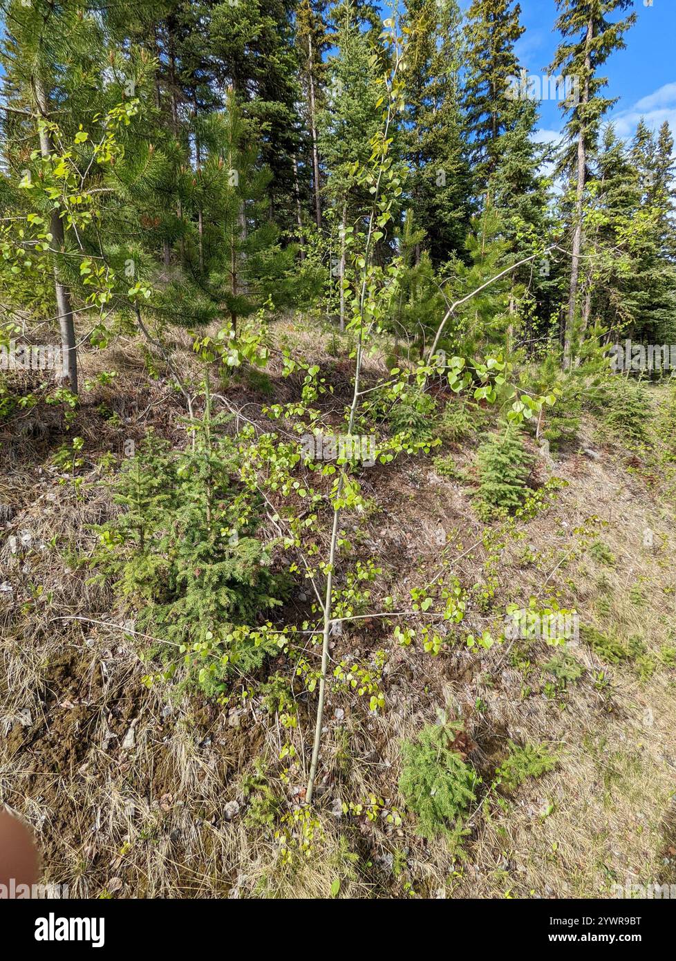 trembling aspen (Populus tremuloides Stock Photo - Alamy