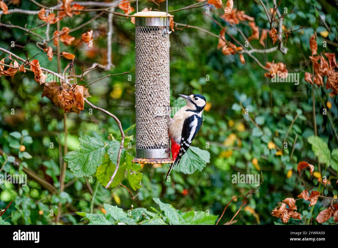 A great spotted woodpecker (Dendrocopos major) feeding at a sunflower hearts filled bird feeder in a garden in Surrey, south-east England in winter Stock Photo