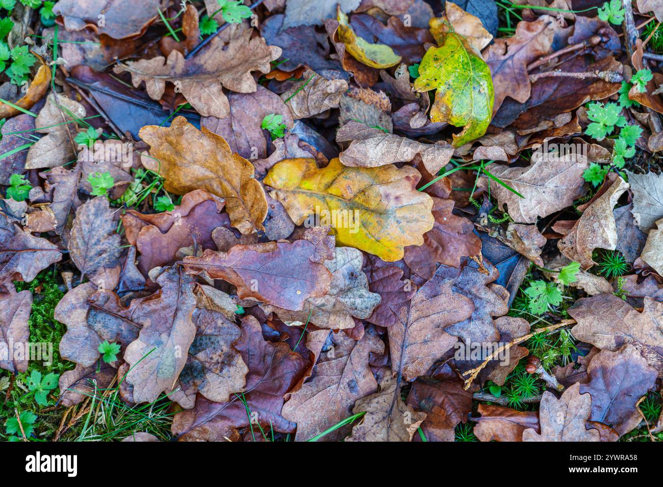 Fallen oak tree (Quercus robur) leaves in brown, yellow and green autumn colours laying on grass in winter in a garden in Surrey, south-east England Stock Photo