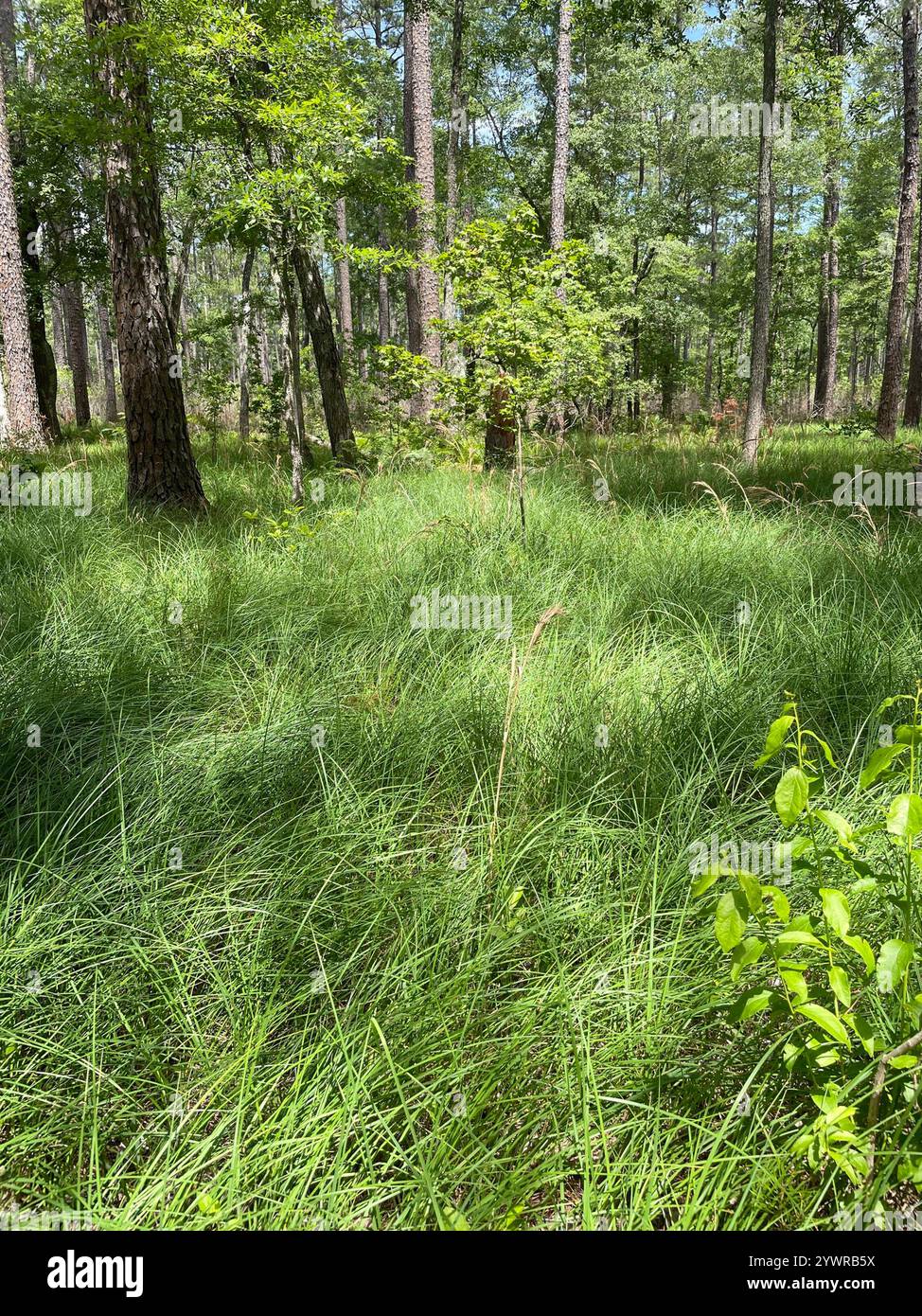 Barrattii hi-res stock photography and images - Alamy