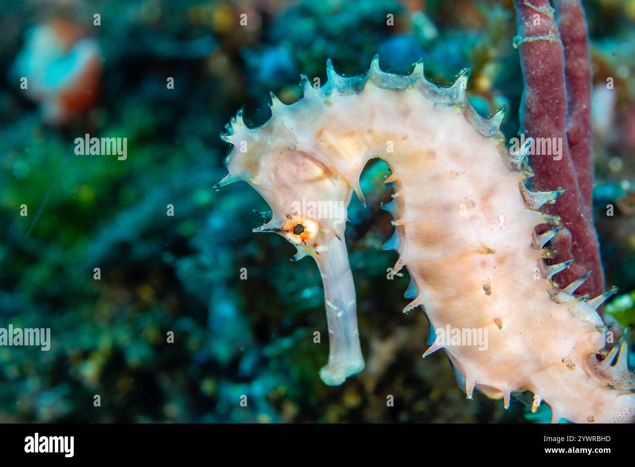 Close-up of a Thorny Seahorse (Hippocampus histrix) on a tropical coral reef Stock Photo