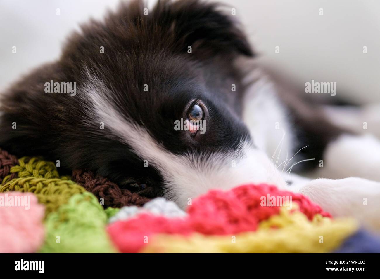 Border Collie puppy resting on white leather sofa. Pure bred dog pup eye close up. Stock Photo