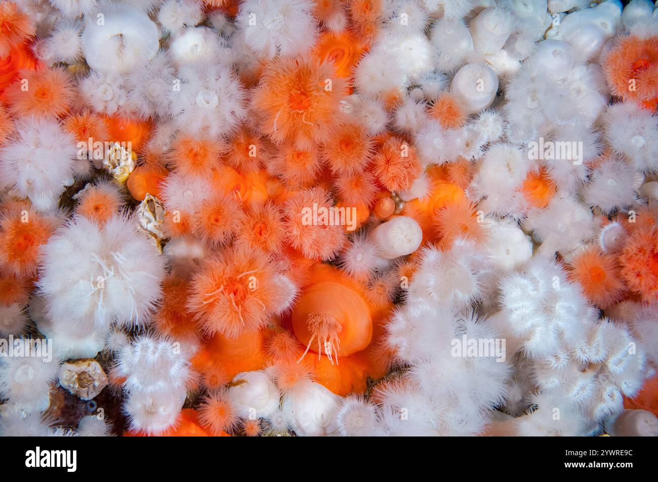 Balanus hi-res stock photography and images - Alamy