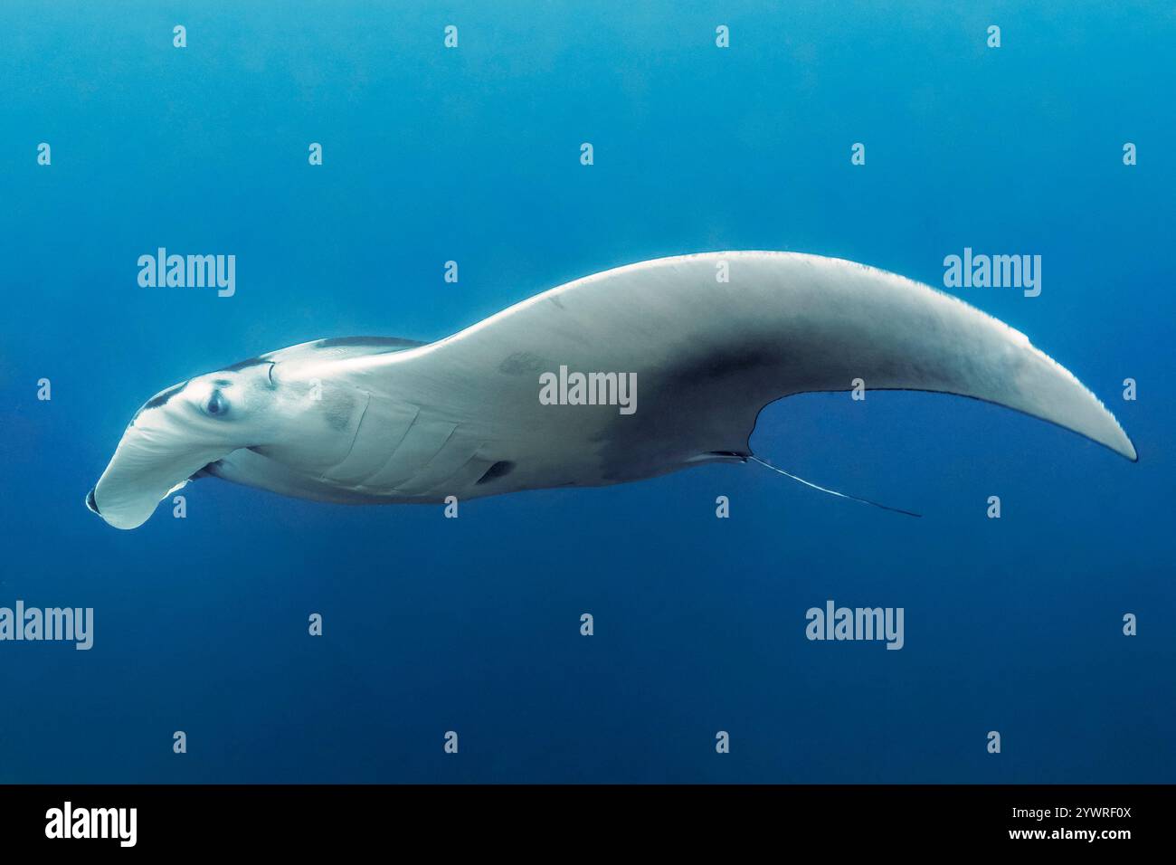 Giant oceanic manta ray mobula hi-res stock photography and images - Alamy