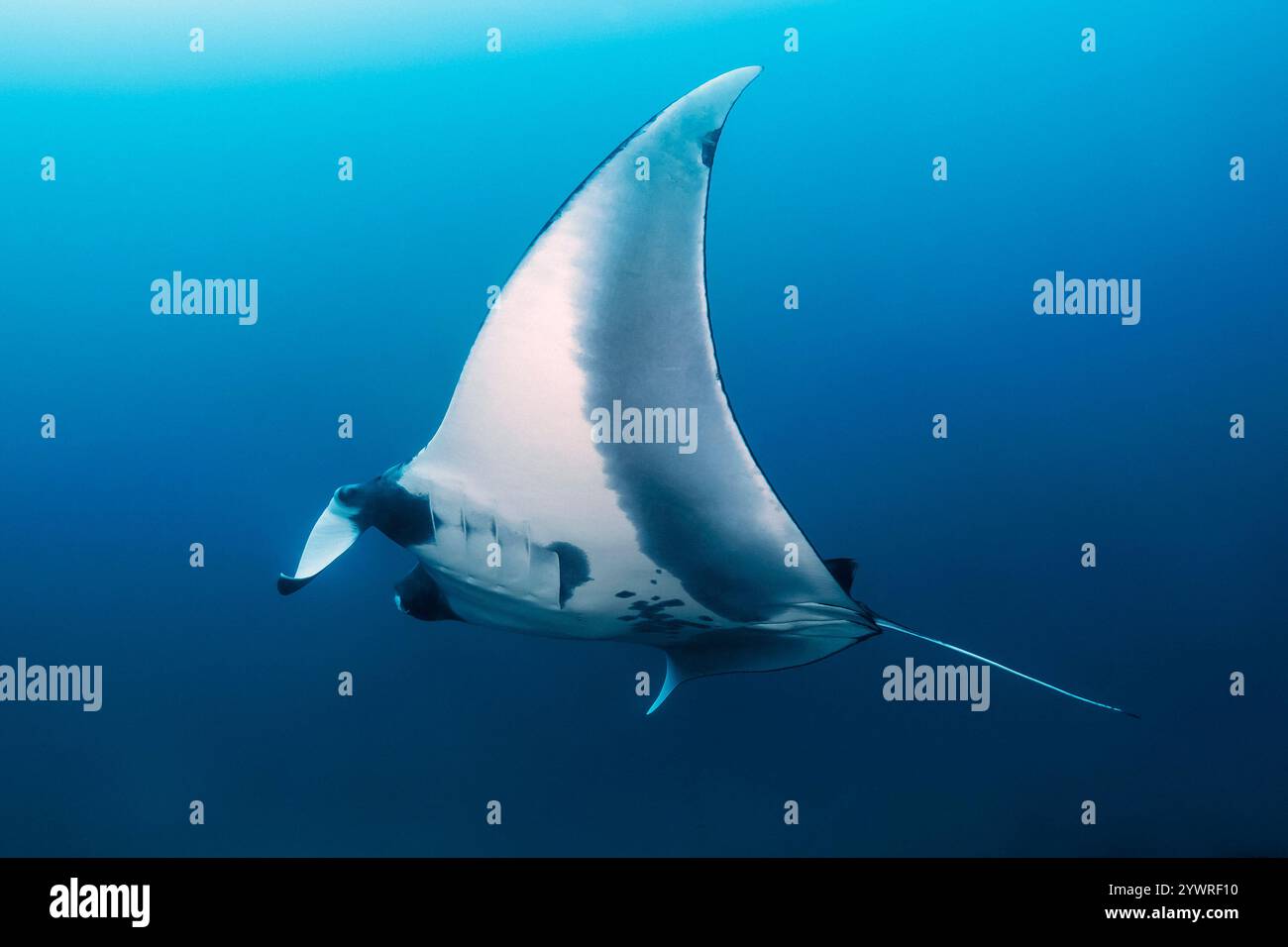 giant oceanic manta ray, Mobula birostris, formerly Manta birostris ...
