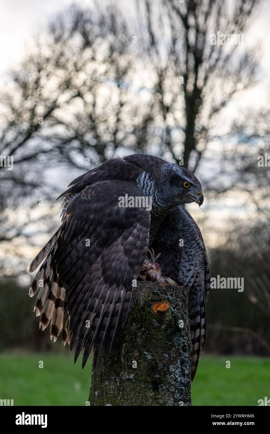 Extinct hawk hi-res stock photography and images - Alamy