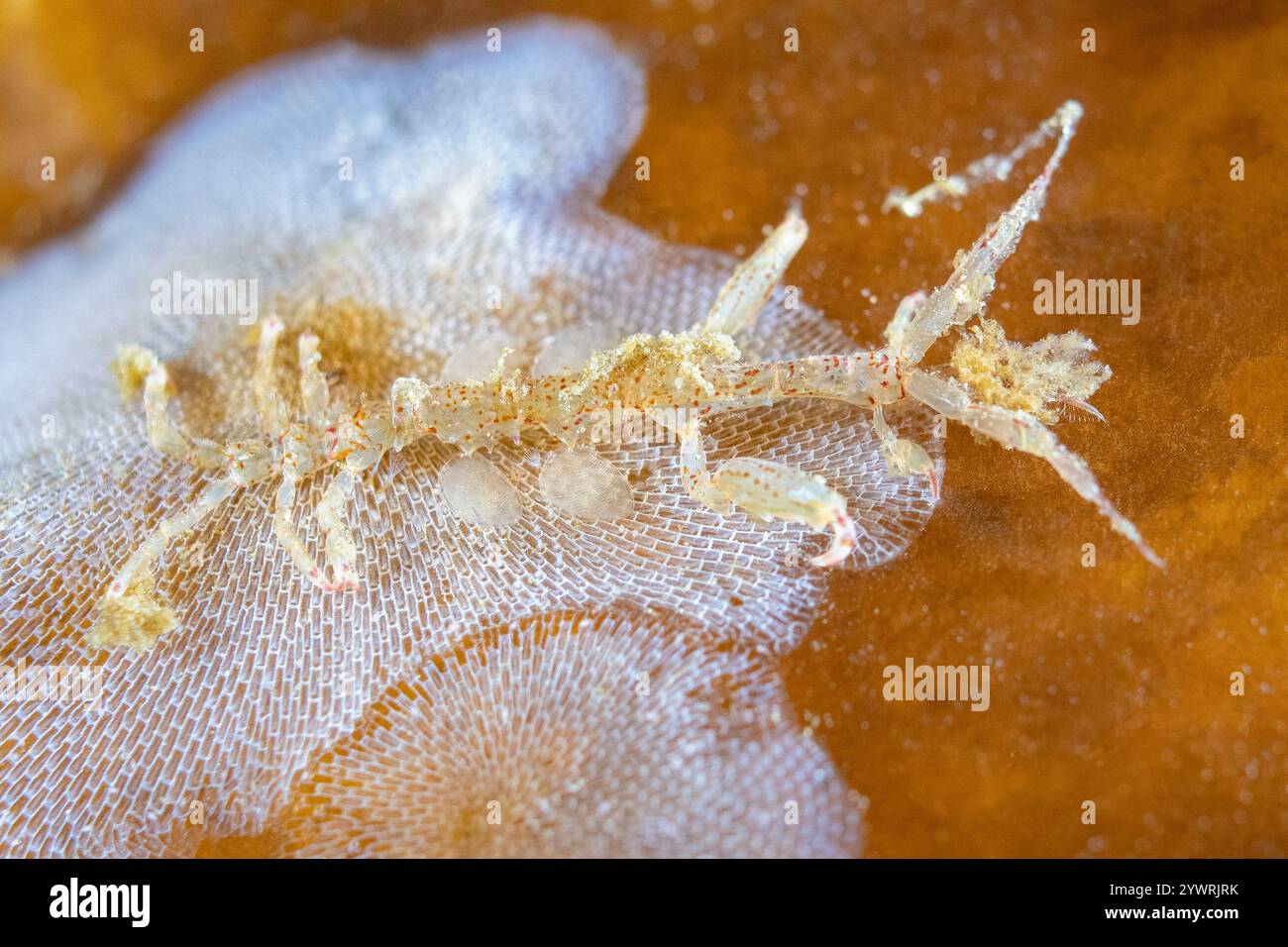 American marine washing hi-res stock photography and images - Alamy
