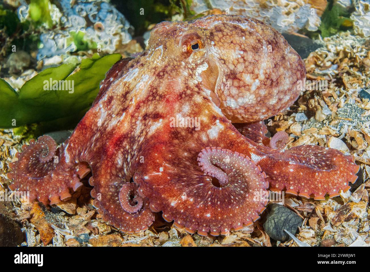 Ruby octopus hi-res stock photography and images - Alamy