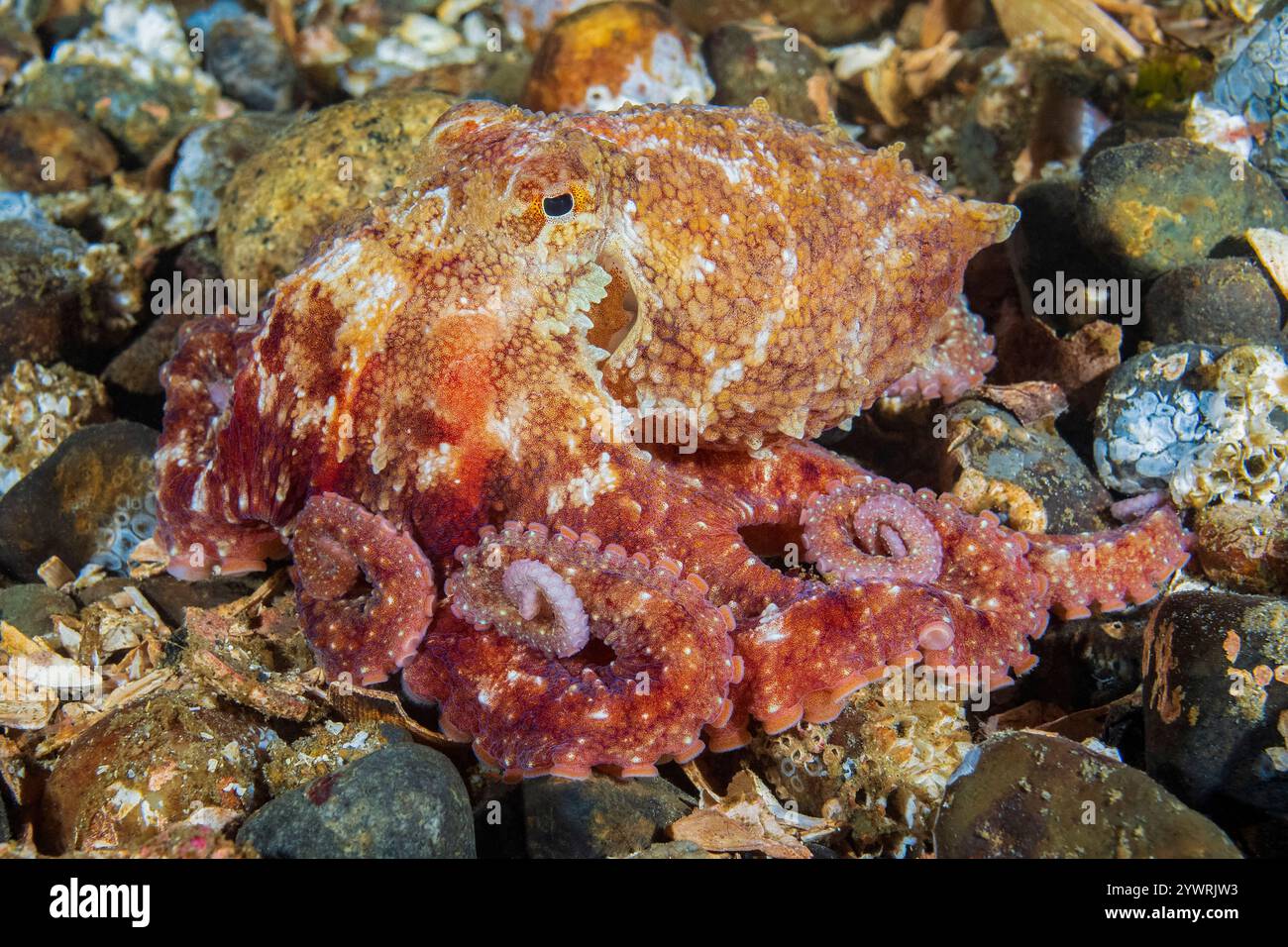 Ruby octopus hi-res stock photography and images - Alamy