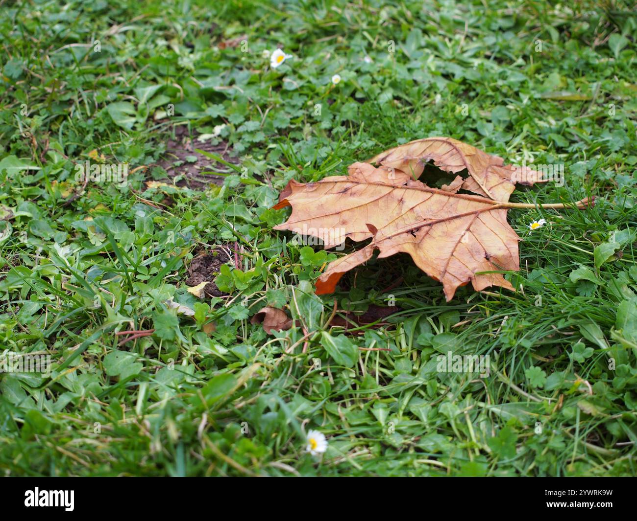 A single dead leaf on the ground in Bonn, Germany Stock Photo