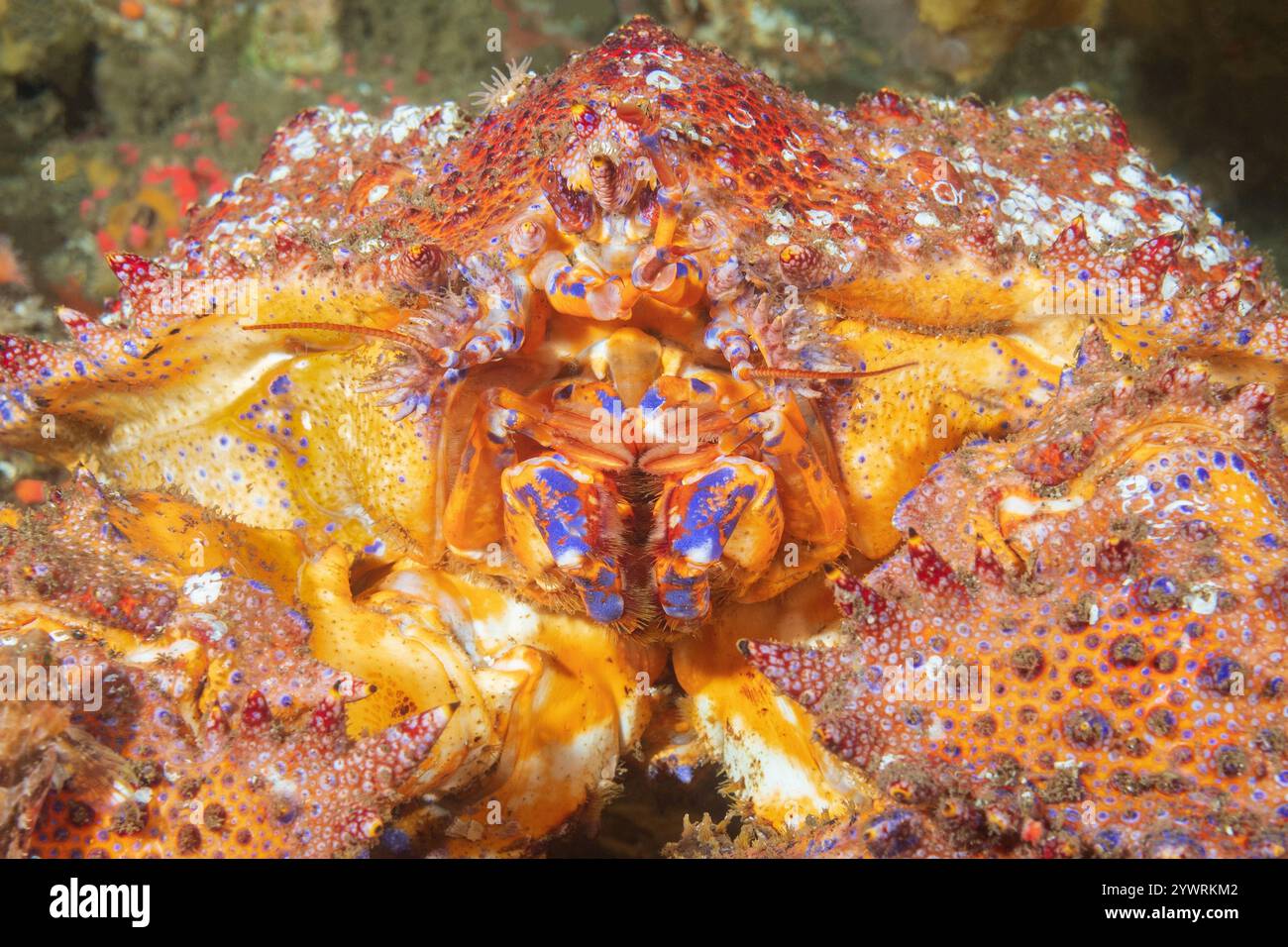Discovery Passage Quadra Island Salish Sea Campbell River Vancouver Island British Columbia Canada, Puget Sound king crab  Lopholithodes mandtii, Stra Stock Photo