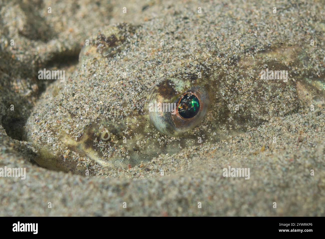 Alki Marine Park Puget Sound Salish Sea West Seattle Washington, Northern staghorn sculpin Leptocottus armatus Stock Photo
