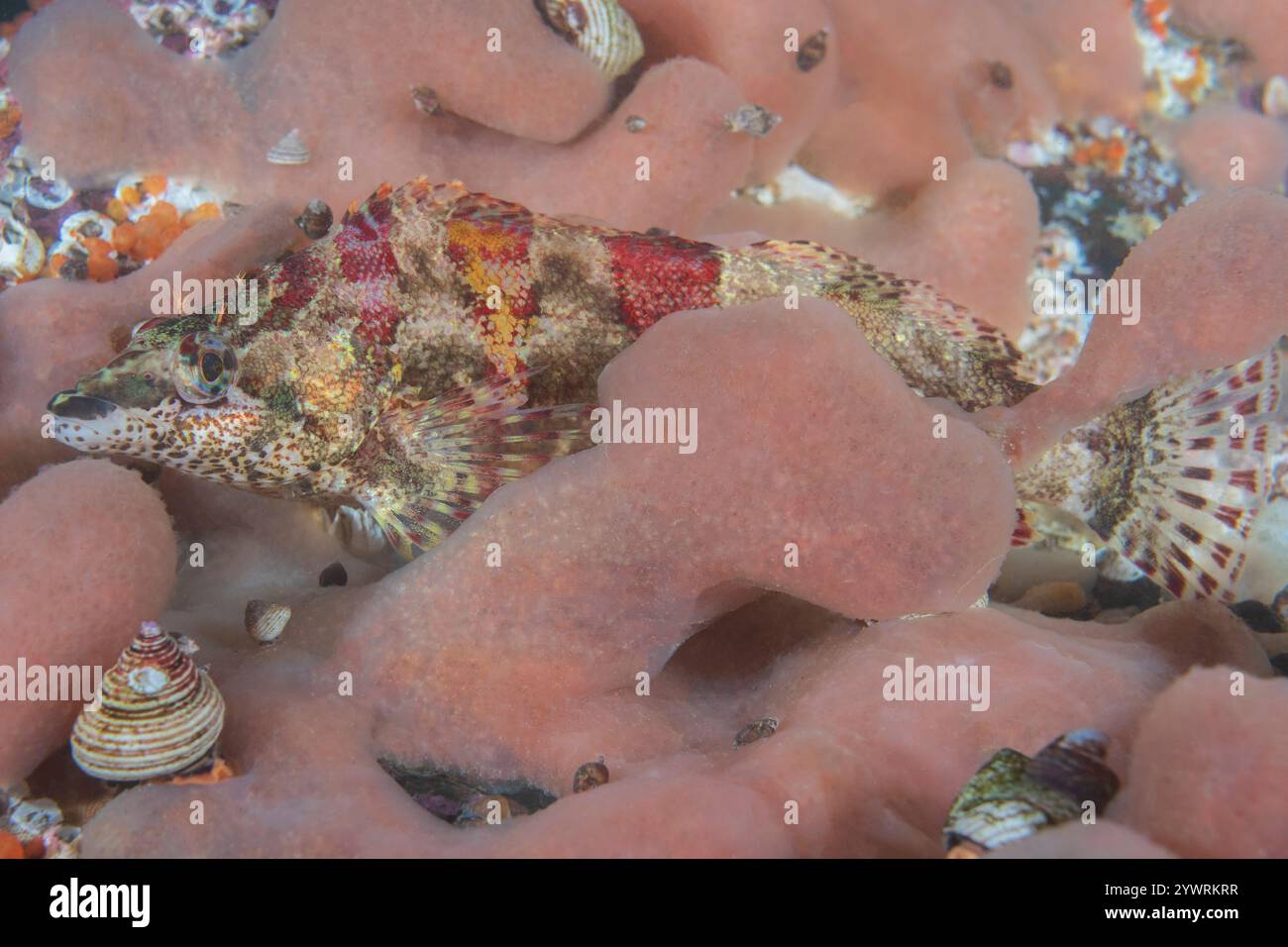 Blue-ring topsnail. Calliostoma ligatum, Keystone Jetty Fort Casey Underwater Park Admiralty Bay Salish Sea Whidbey Island Washington, Lobed compound Stock Photo