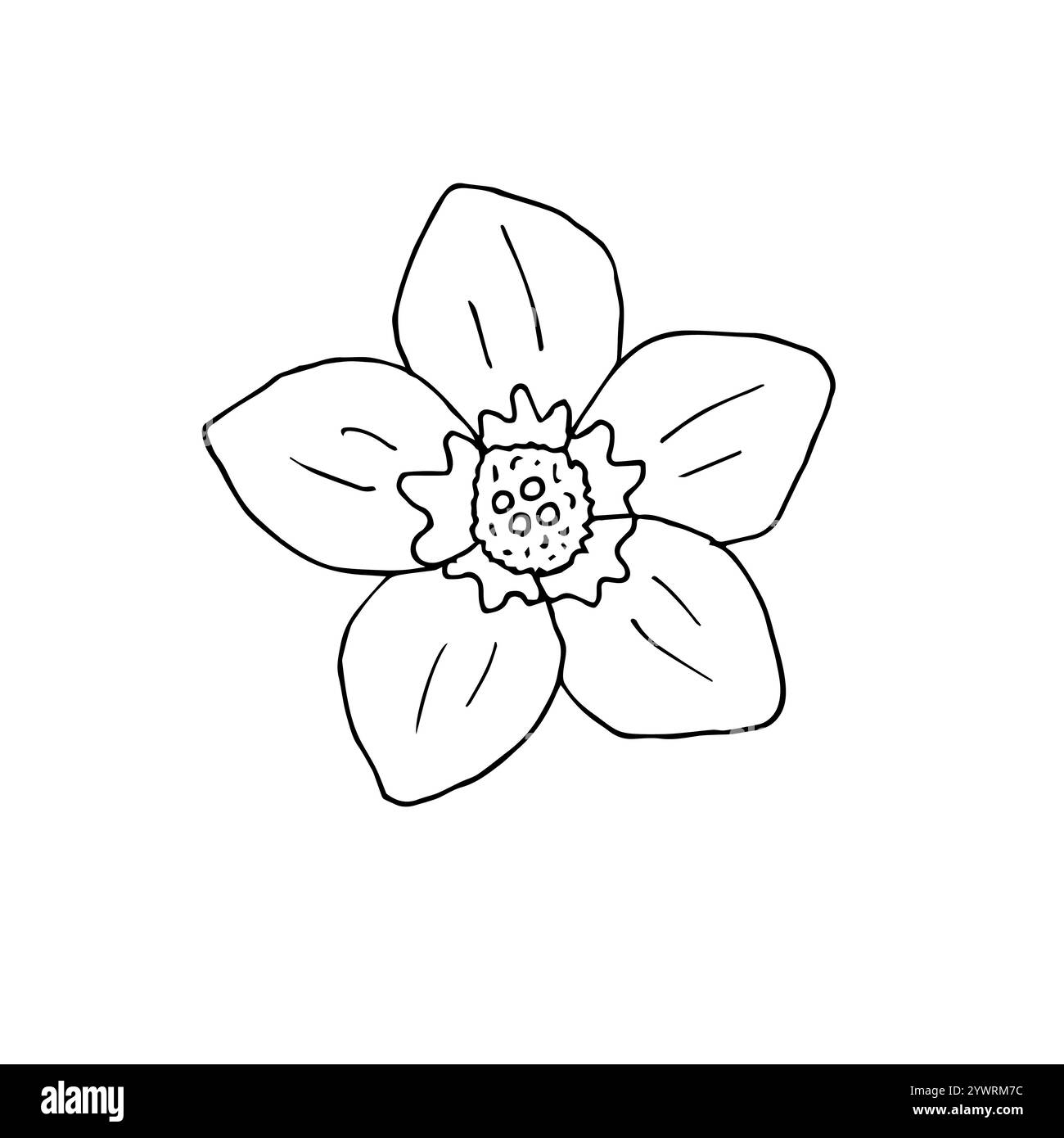 Vector hand drawn doodle sketch forget me not flower isolated on white ...
