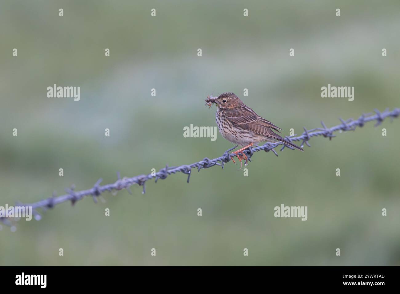 Meadow Pipit [ Anthus pratensis ] with insects in its beak / bill on ...